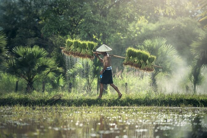 Plantation
